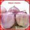 onion importers in quatar/onion importers in malaysia/fresh onion
