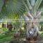 Big Seedling of Bismarckia Nobilis Hildebr.et H.Wendl