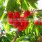 sweet fresh Cherry seedling