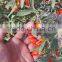 Live Goji Berry Plant/Organic tree/High survival rate