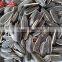 Chinese Confectionary Sunflower Seeds Wholesale Price