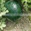 Black Tiger Hybrid Watermelon Seeds