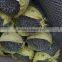 2013top sales pvc coated and galvanized hexagonal wire mesh( original manufacturer with best price)