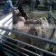 manufactory direct heavy duty galvanized Corral fence cattle panel easy establish oem wholesale