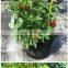 zipper Felt pot for tomato growing