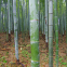 1KG New wholesale timber tree chinese phyllostachys bamboo seeds giant moso bamboo seeds for sale