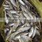 Frozen whole round sea frozen horse mackerel