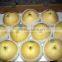 Chinese style wholesale fresh pears