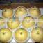 wholesale price cheap fashion bulk fresh crown pear