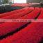 Hot New Design Bedroom Decoration Shaggy 3D Carpets