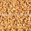 ..Non-GMO Soft Milling Wheat for Human Consumption//Wheat for Human Consumption