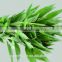 wholesale the top quality lucky bamboo with the low price from Yunnan