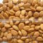 Supply with Chinese Bulk Sweet Apricot Kernels Longwang with good quality for Sales