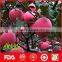 best price red fuji apple exporter in China