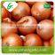 Crop Fresh Red Onion in Mesh Bag With Cheap Price