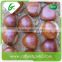Price chinese raw wholesale frozen chestnuts