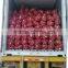 China origin red onions price 2015