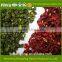 Professional Spices Manufacturer farm green,red bell pepper price for salad, soup