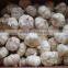 Chinese manufacutrer supplyier 280-320 Vacuum packed fresh peeled garlic