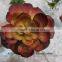 mini succulent plants potted plants for decoration