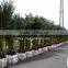 Phoenix canariensis palm tree nursery landscaping trees