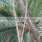 U-shape bamboo hoops for planters