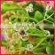 wholesale girls hair accessories WHD-051