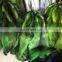 Dyed Raccoon Fur Skin /Fur Skin tanned Material