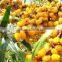 100%natural seabuckthorn seed oil used in cosmetics