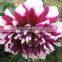 Beautiful best selling quality dahlia whole sale