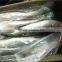 frozen grey mullet with small size