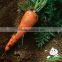 Good Quality Carrot,Fresh Red Carrot in Shadong and China Fresh Carrot