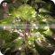 Party Favor Hot Sale LED String Fairy Lamp For Christmas With Battery