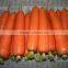 fresh carrots for sale