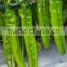 Hybrid Big Horn Yellow Green Pepper Seeds For Sale-3150