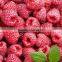 GMP Factory Supply Raspberry Ketone Supplement