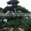 ornamental outdoor natural foliage decorative .bonsai Podocarpus macrophyllus (Thunb.) D. Don