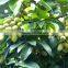 olive tree seedling