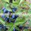 sweetberry honeysuckle extract ISO, GMP, HACCP, KOSHER, HALAL certificated made in China