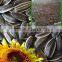 hulled drying striped sunflower seeds 5009 24/64 in 2015