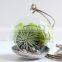 Transparent Bubble Round Shape Vase Flower Plant Water Container for Home Office