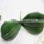 SJ013831 High quality real touch leaves from artificial phalaenopsis orchid flower/orchid leaves