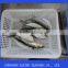 frozen sardine for bait and canning