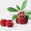 Yangmei Fresh IQF Bayberry Frozen Waxberry for juice topping jam puree