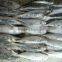 FROZEN WHOLE HARD TAIL SCAD (ROUND SCAD)