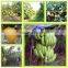 Water Proof Banana Growing bag, Banana growing paper bag, Banana bag