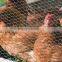 hexagonal wire mesh/hexagonal wire fabric/screen/netting/net