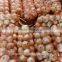 Fresh Yellow Onion / Red Onion