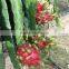 VIETNAM FRESH PITAYA FRUIT
