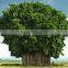 Banyan Powder